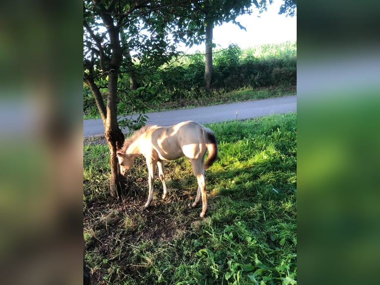 Quarterhäst Hingst 3 år 147 cm Gulbrun in Nidderau