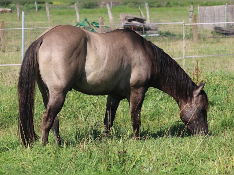 Quarterhäst Hingst 3 år 148 cm Black in WahlsburgBodenfelde