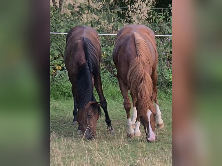 Quarterhäst Hingst 3 år 150 cm fux in Langenbach