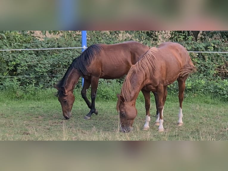 Quarterhäst Hingst 3 år 150 cm fux in Langenbach