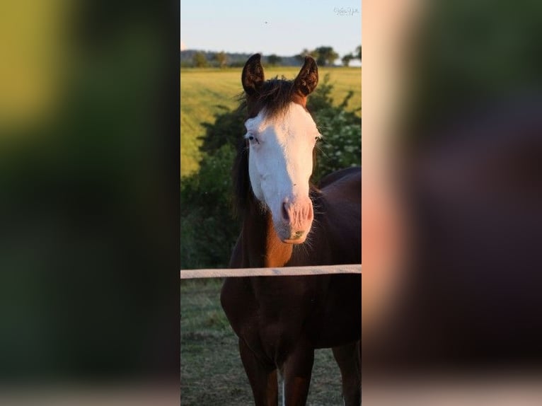 Quarterhäst Hingst 3 år 150 cm Overo-skäck-alla-färger in Mellingen