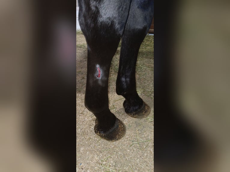 Quarterhäst Hingst 3 år 157 cm Konstantskimmel in Gainesville, TX