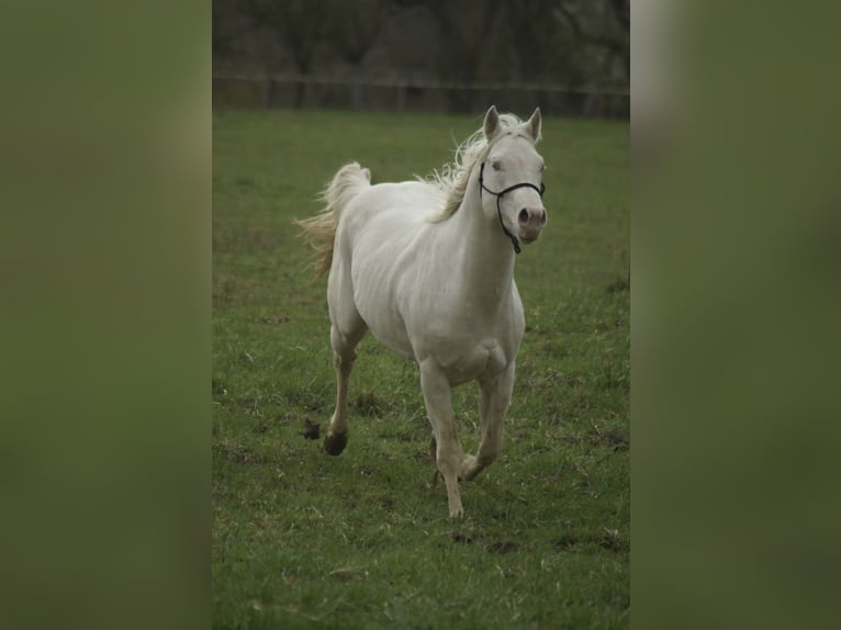 Quarterhäst Hingst 4 år Perlino in Myjava