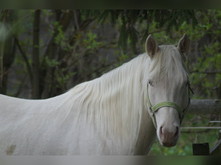 Quarterhäst Hingst 4 år Perlino in Myjava