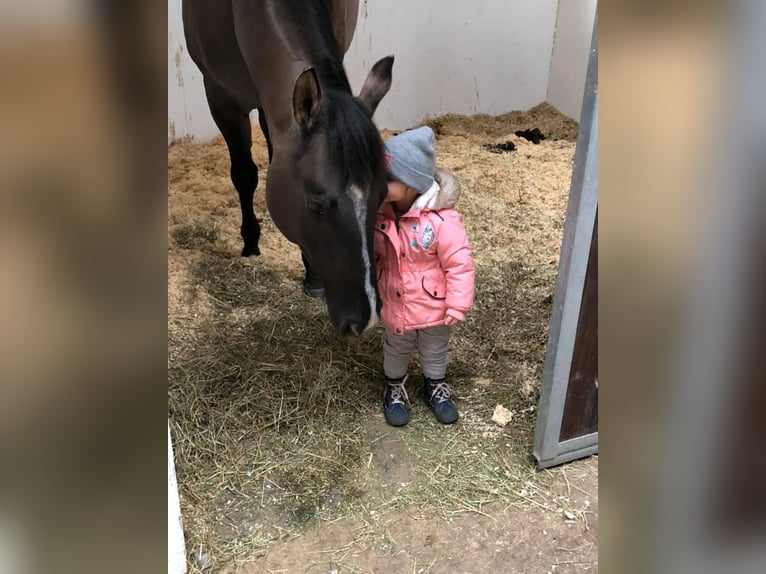 Quarterhäst Hingst Black in Mellingen