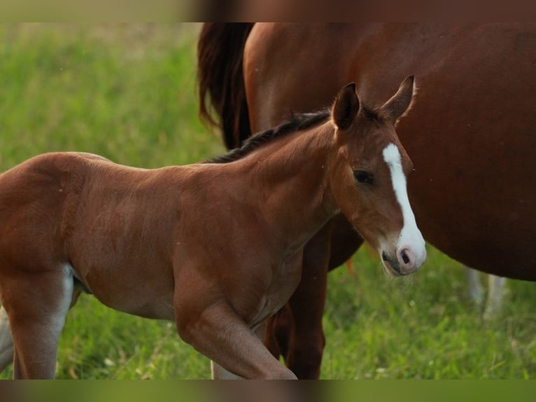 Quarterhäst Hingst Föl (05/2024) 150 cm Brun in Waldshut-Tiengen