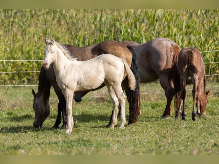 Quarterhäst Hingst Föl (05/2024) 150 cm Perlino in Helmbrechts