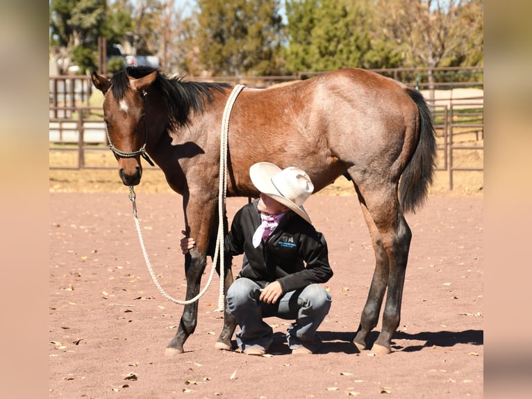 Quarterhäst Hingst Föl (04/2023) 152 cm Brunskimmel in Congress