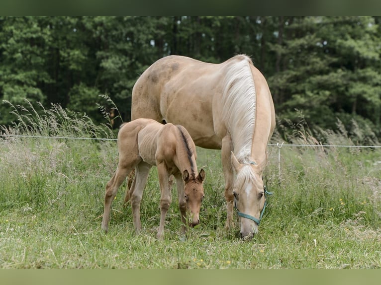 Quarterhäst Hingst Föl (05/2024) 152 cm Champagne in Nordhorn