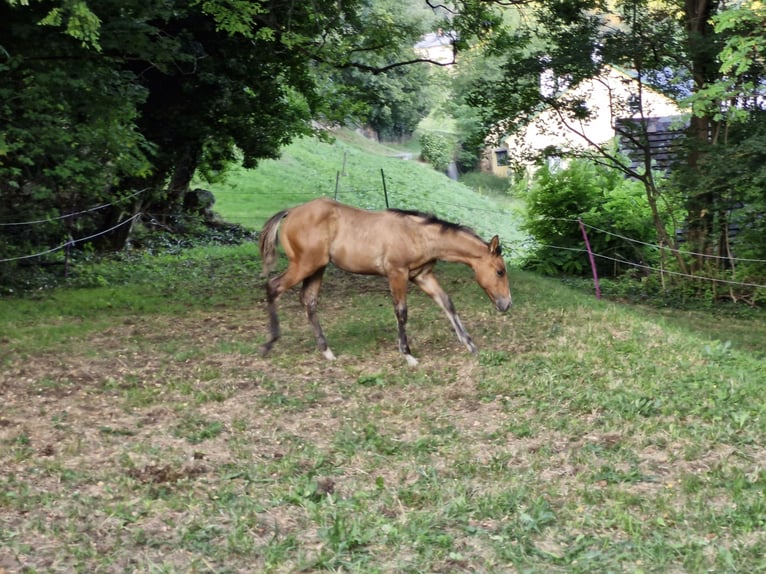 Quarterhäst Hingst Föl (04/2024) 154 cm Black in Ternitz