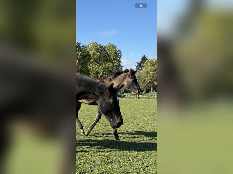 Quarterhäst Hingst Föl (04/2024) 155 cm Black in Neuss