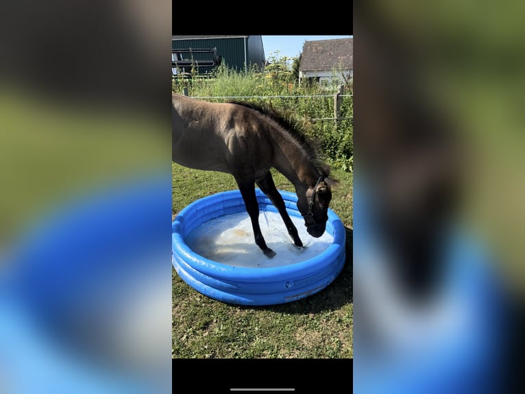 Quarterhäst Hingst Föl (04/2024) 155 cm Black in Neuss