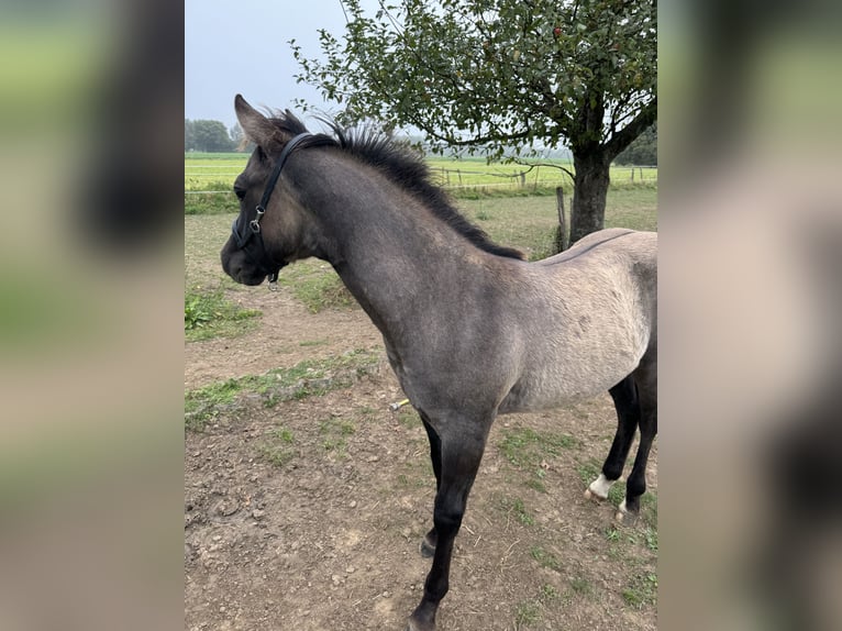 Quarterhäst Hingst Föl (04/2024) 155 cm Black in Neuss