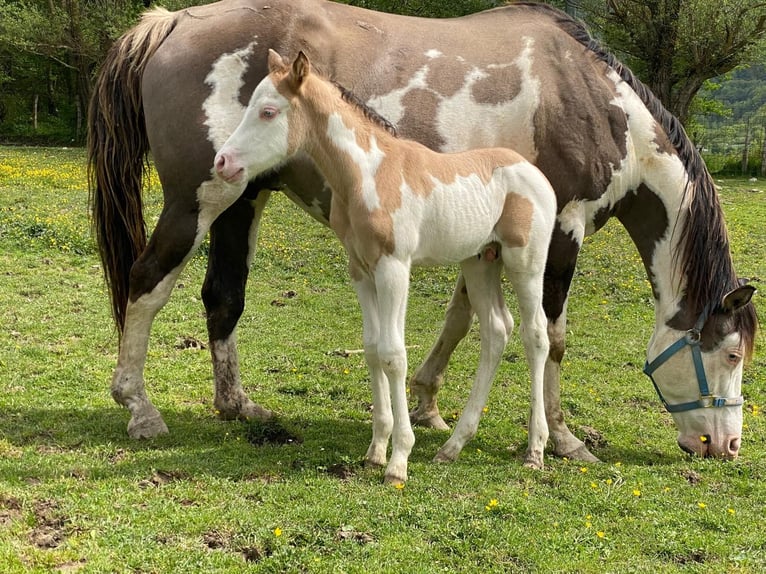 Quarterhäst Hingst Föl (04/2024) 155 cm Overo-skäck-alla-färger in Opi