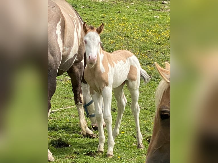 Quarterhäst Hingst Föl (04/2024) 155 cm Overo-skäck-alla-färger in Opi