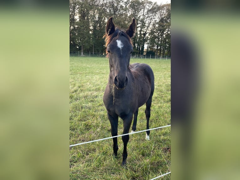 Quarterhäst Hingst Föl (04/2024) 155 cm Svart in Himmelpforten