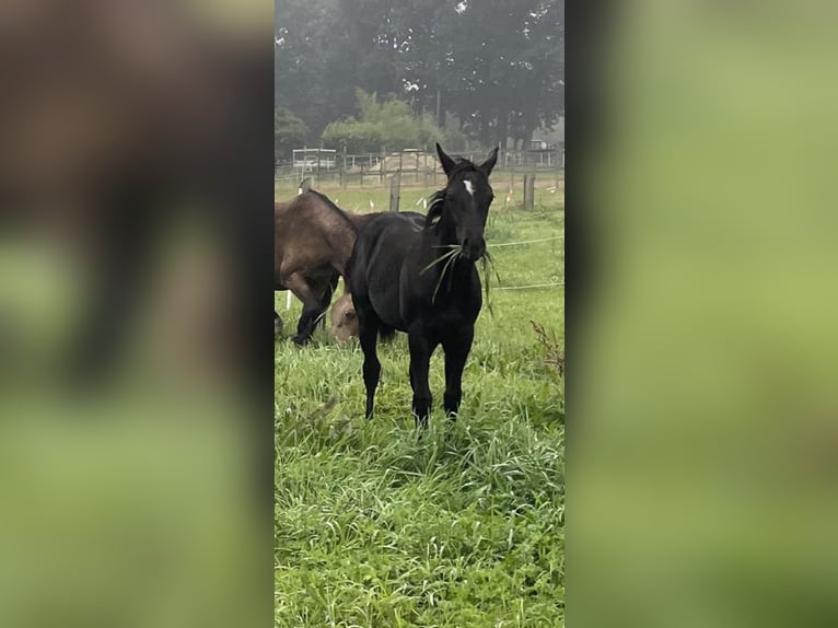 Quarterhäst Hingst Föl (04/2024) 155 cm Svart in Himmelpforten