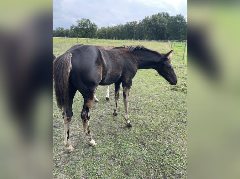 Quarterhäst Hingst Föl (04/2024) 155 cm Svart in Himmelpforten