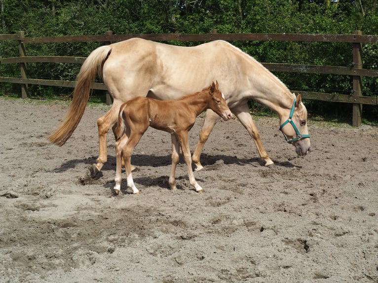 Quarterhäst Hingst Föl (04/2024) 156 cm Champagne in Oostkapelle