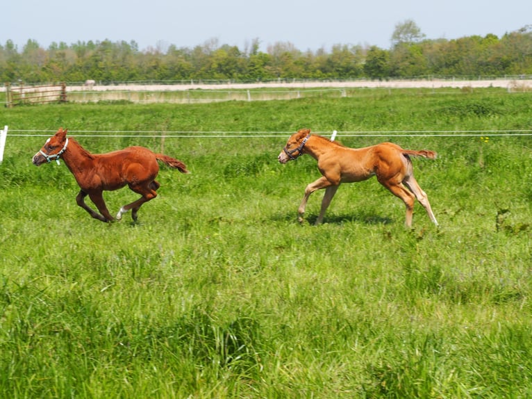 Quarterhäst Hingst Föl (04/2024) 156 cm Champagne in Oostkapelle