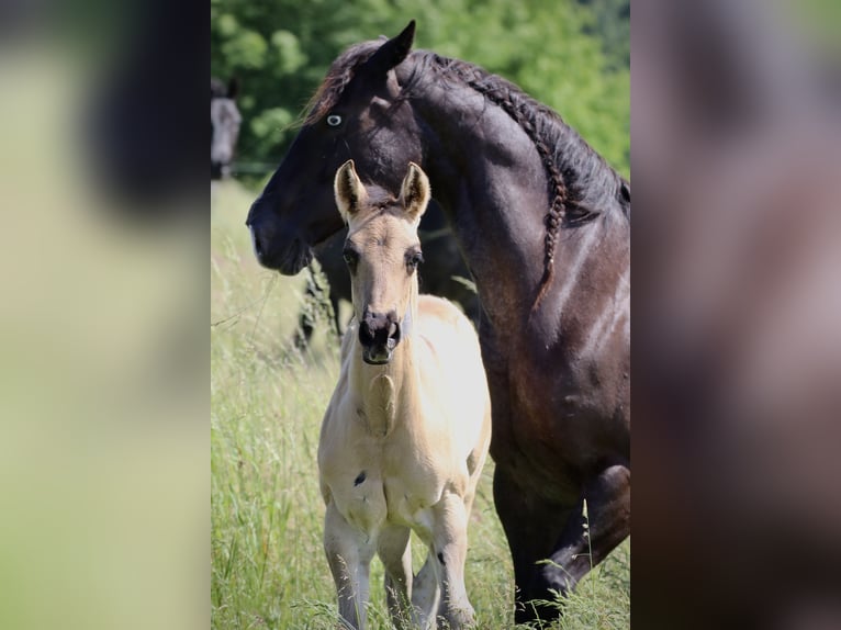 Quarterhäst Hingst Föl (04/2024) Black in Falkensee