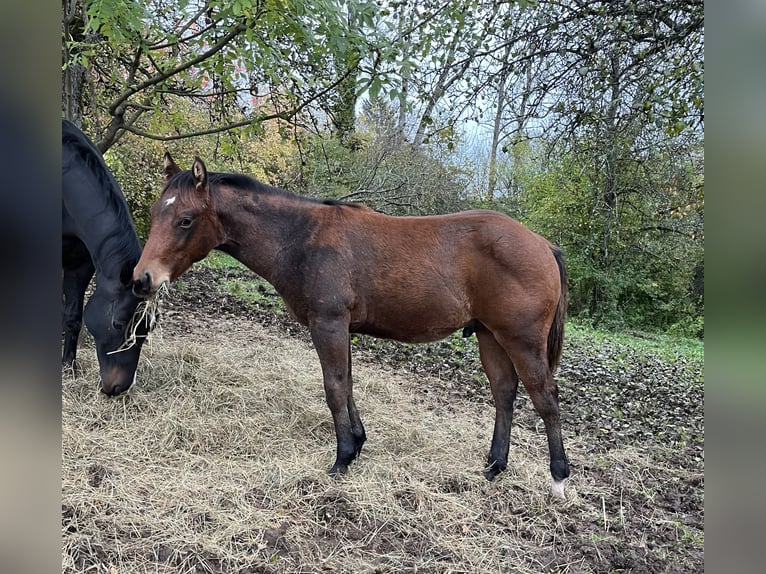 Quarterhäst Hingst Föl (03/2024) Brun in Rosenfeld