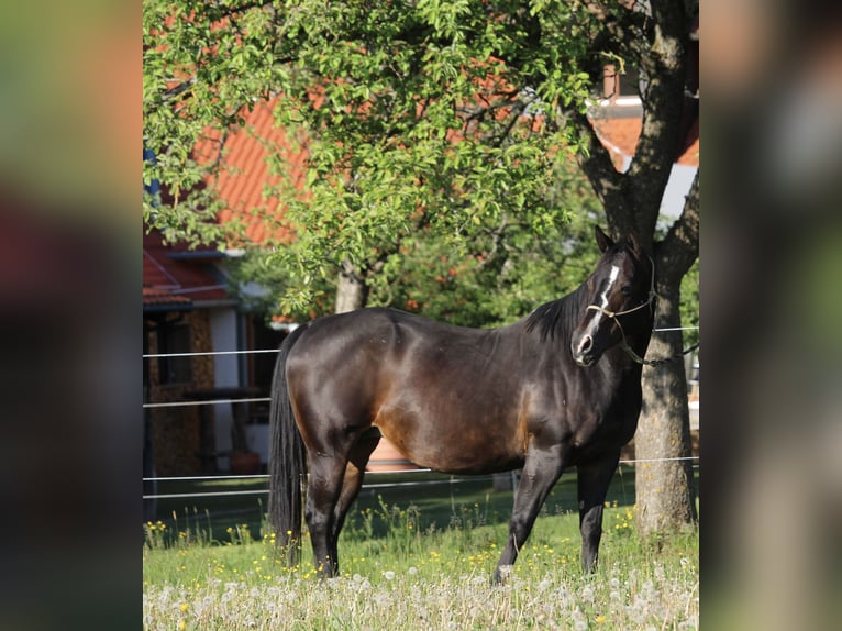 Quarterhäst Hingst Föl (03/2024) Brun in Rosenfeld