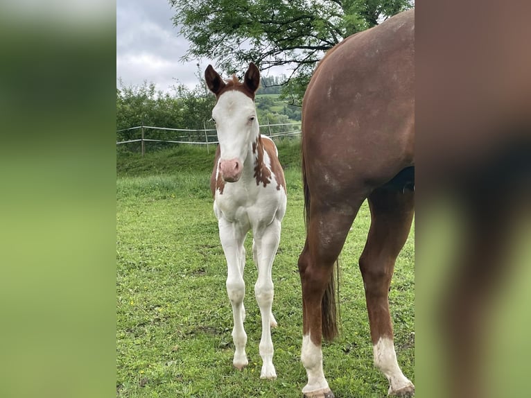 Quarterhäst Hingst Föl (05/2024) Pinto in Deggenhausertal