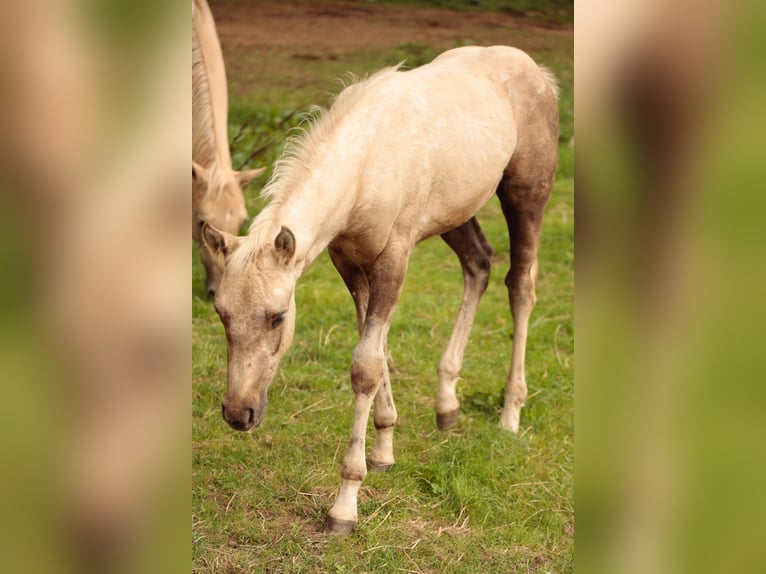 Quarterhäst Hingst Föl (05/2024) in Mehren