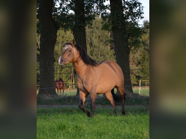 Quarterhäst Hingst Gulbrun in Nordhorn