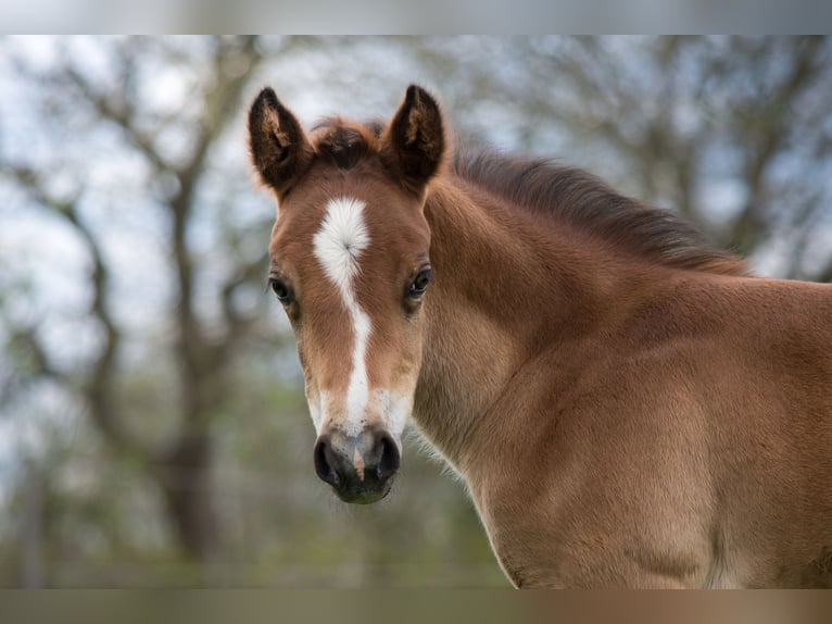 Quarterhäst Hingst Svart in Ritterhude