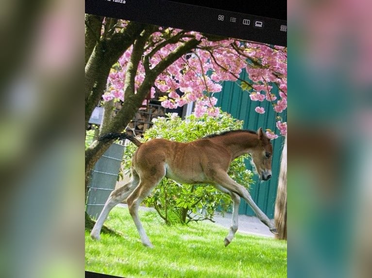 Quarterhäst Hingst Svart in Ritterhude