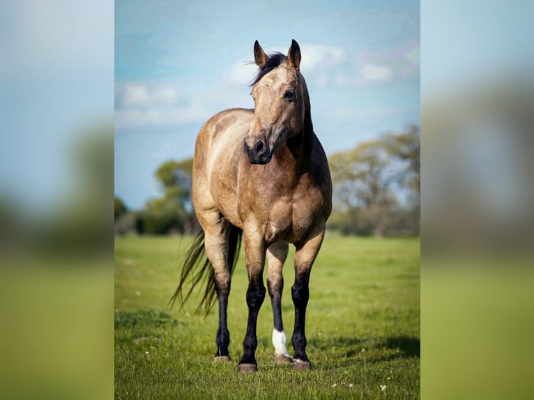 Quarterhäst Sto 10 år 150 cm Gulbrun in Kaufman, TX
