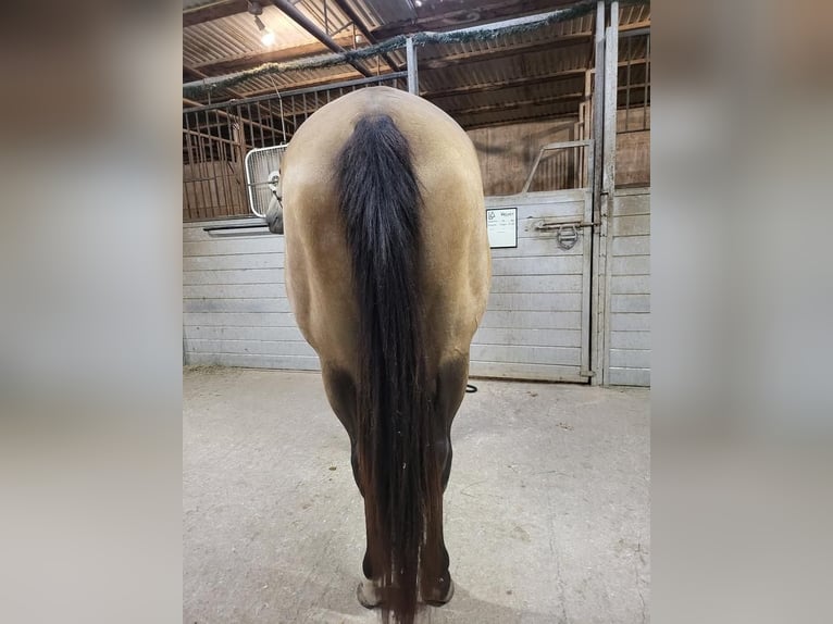 Quarterhäst Sto 10 år 150 cm Gulbrun in Wichita