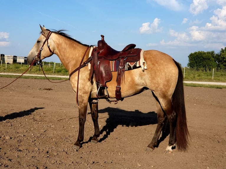 Quarterhäst Sto 10 år 150 cm Gulbrun in Wichita
