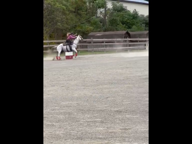 Quarterhäst Blandning Sto 10 år 152 cm Grå-flugskimmel in Gillett