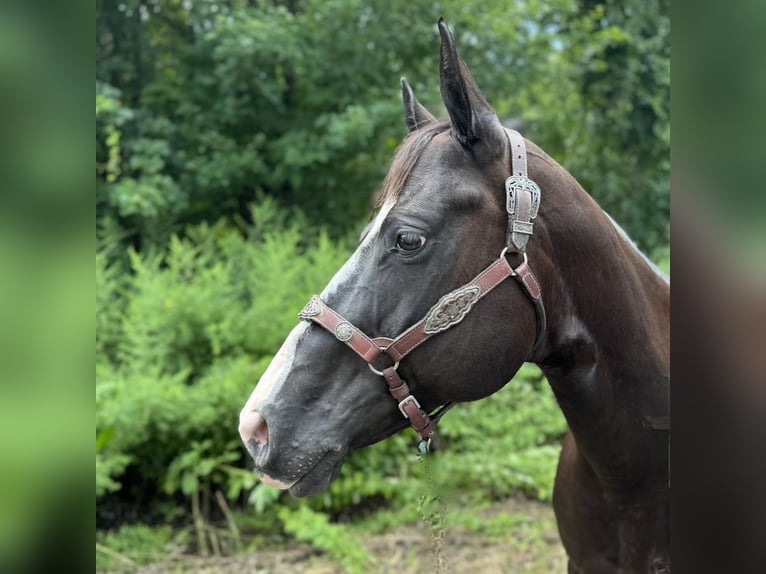 Quarterhäst Sto 11 år 155 cm Svart in Granby, CT