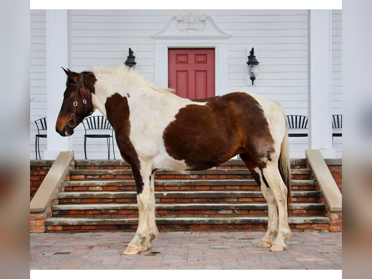 Quarterhäst Sto 11 år 157 cm Tobiano-skäck-alla-färger in Highland MI