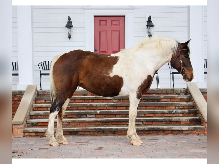 Quarterhäst Sto 11 år 157 cm Tobiano-skäck-alla-färger in Highland MI