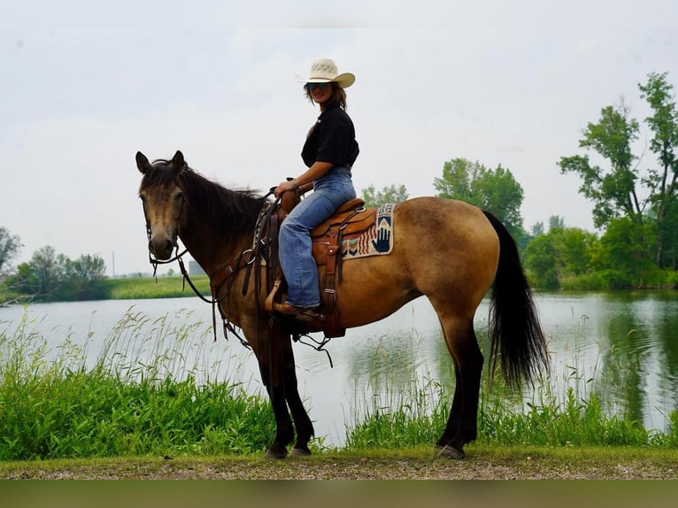 Quarterhäst Sto 12 år 152 cm Gulbrun in Valley Springs, SD