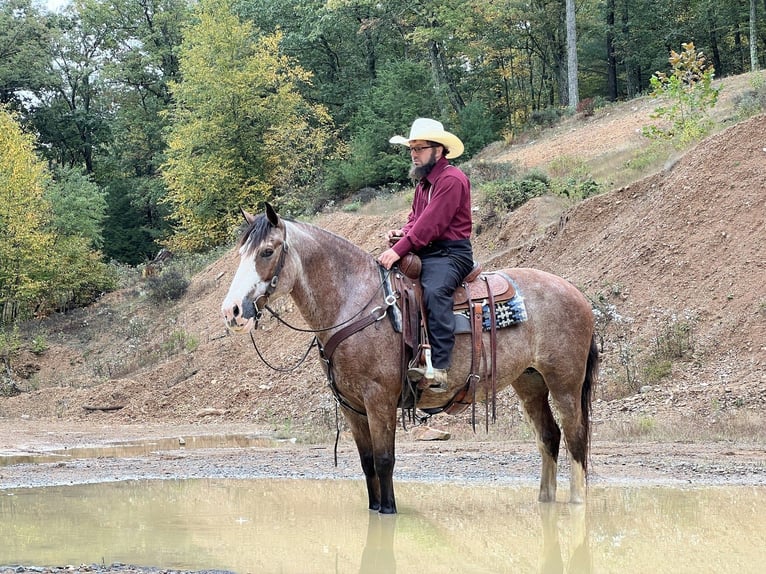 Quarterhäst Blandning Sto 12 år 152 cm Rödskimmel in Allenwood, PA