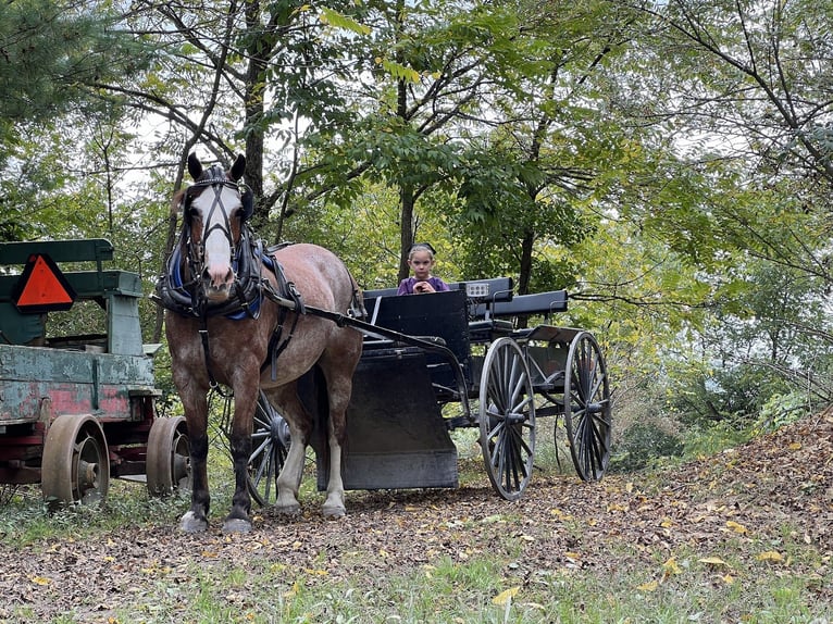 Quarterhäst Blandning Sto 12 år 152 cm Rödskimmel in Allenwood, PA