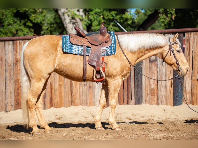 Quarterhäst Sto 12 år Palomino in Murrieta, CA