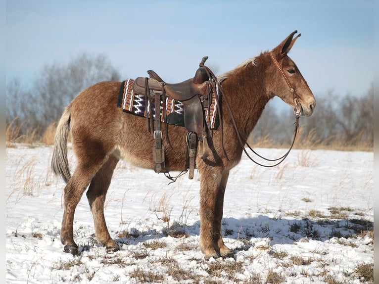 Quarterhäst Sto 12 år Tobiano-skäck-alla-färger in Jamestown KY