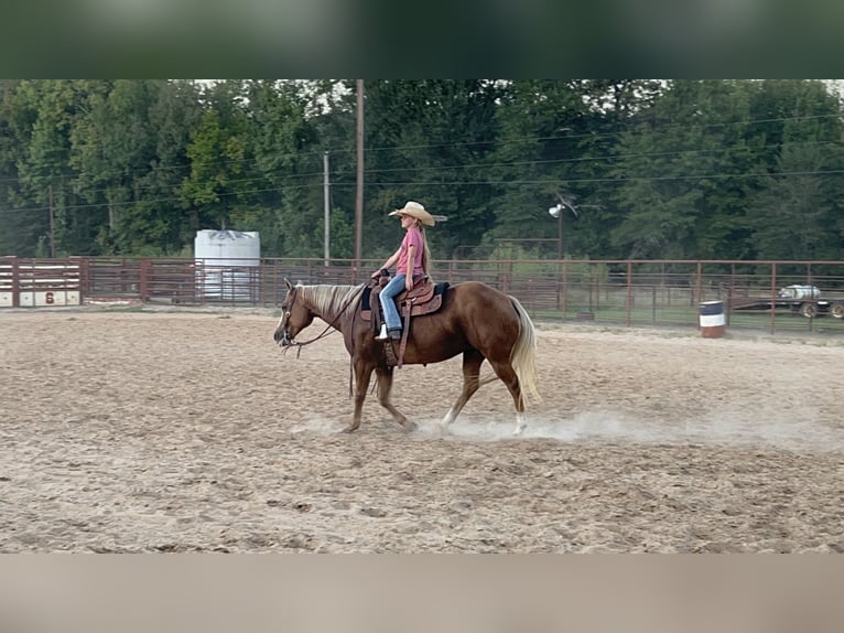 Quarterhäst Sto 13 år 147 cm Palomino in Bloomburg, TX