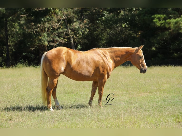 Quarterhäst Sto 13 år 147 cm Palomino in Bloomburg, TX