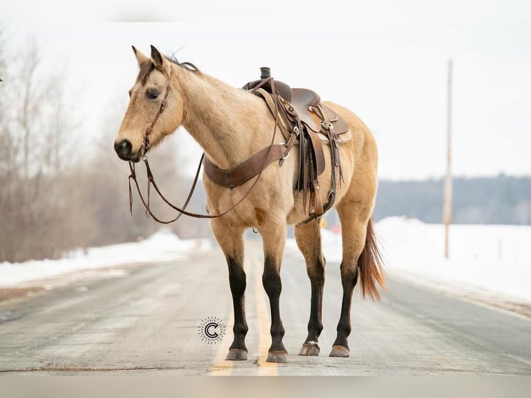 Quarterhäst Sto 13 år Gulbrun in Clayton, WI