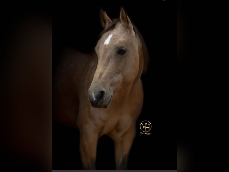 Quarterhäst Sto 14 år 150 cm Gulbrun in Schirmitz