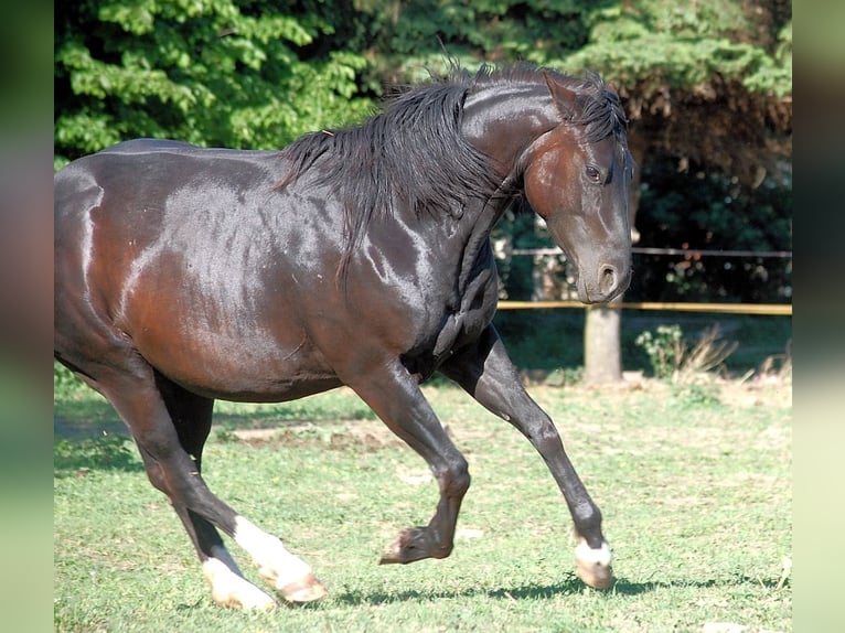 Quarterhäst Sto 15 år 150 cm Rökfärgad svart in Mellingen