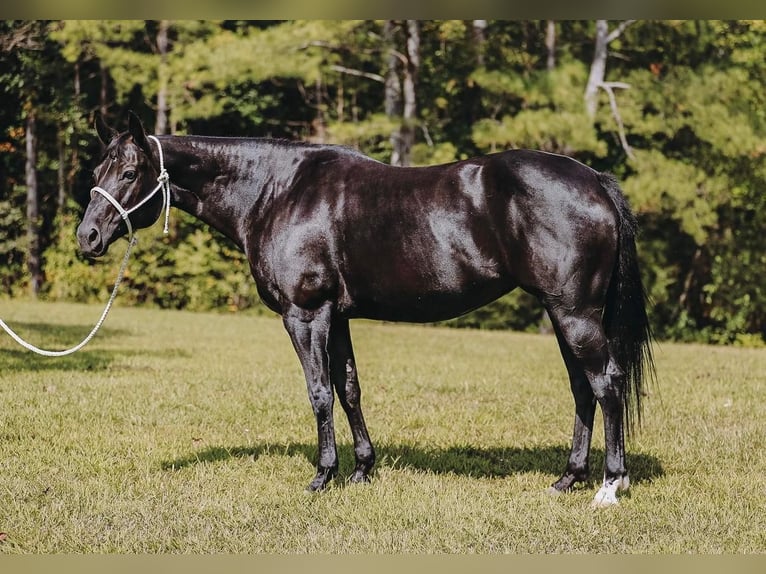 Quarterhäst Sto 16 år 147 cm Svart in Cookeville, TN